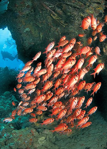 Остров Доминика J79XBI DX Новости Остров Доминика J79XBI DX Новости